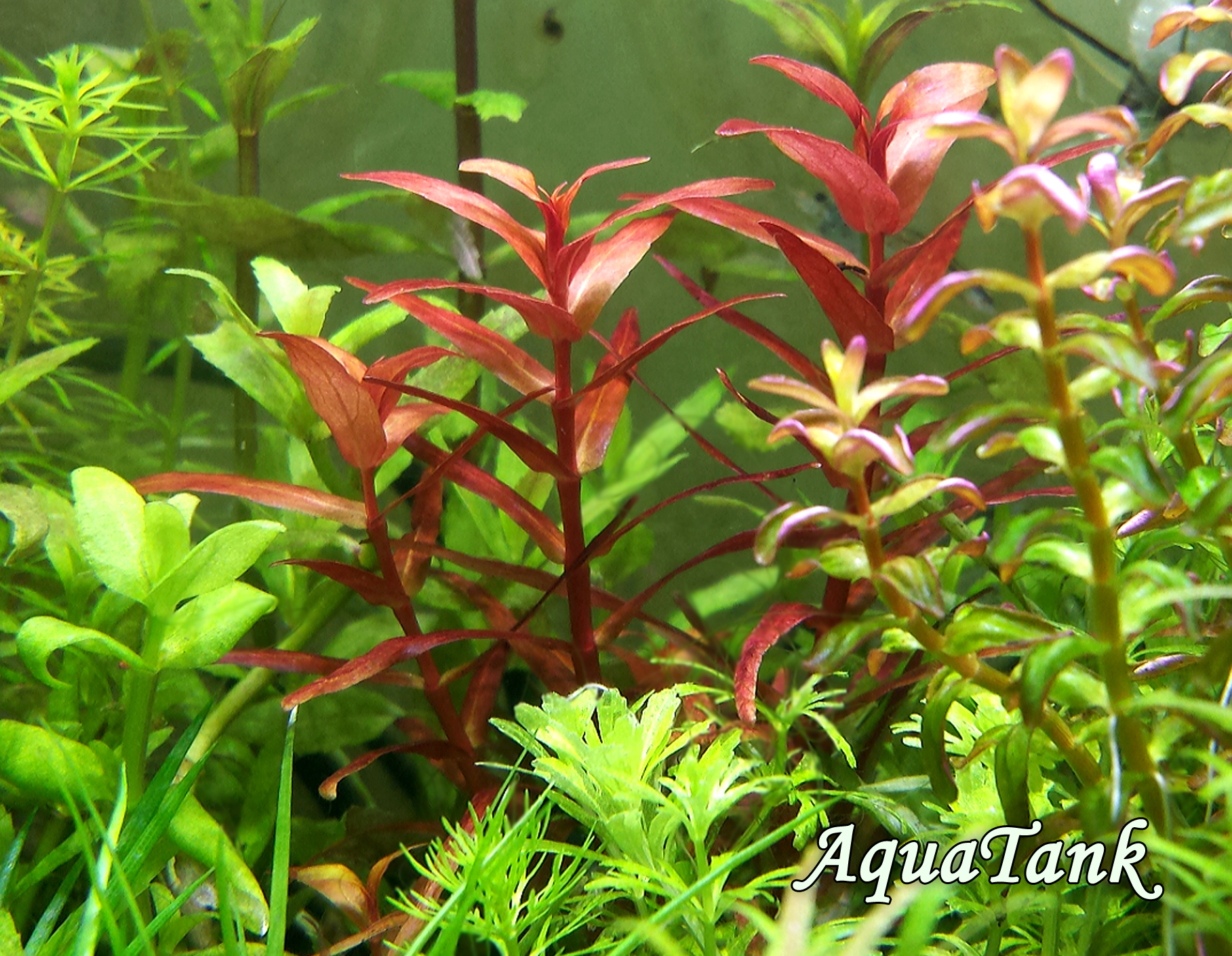 Rotala Magenta in an Aquascape